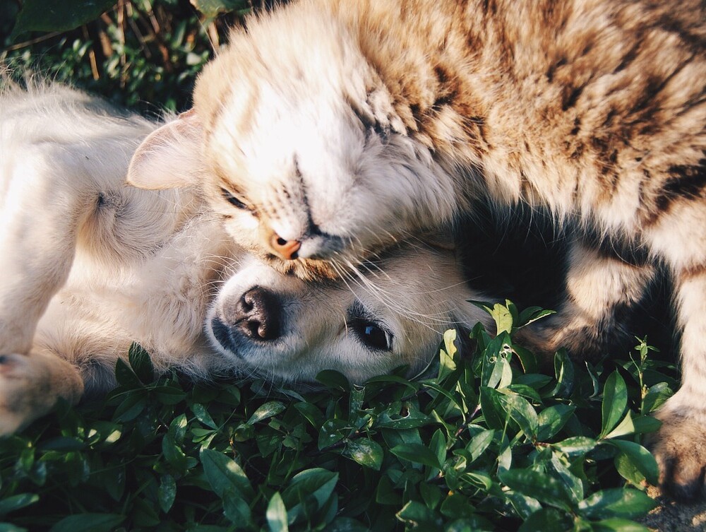 friends-1149841_1280