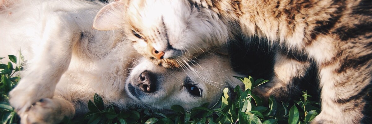 friends-1149841_1280