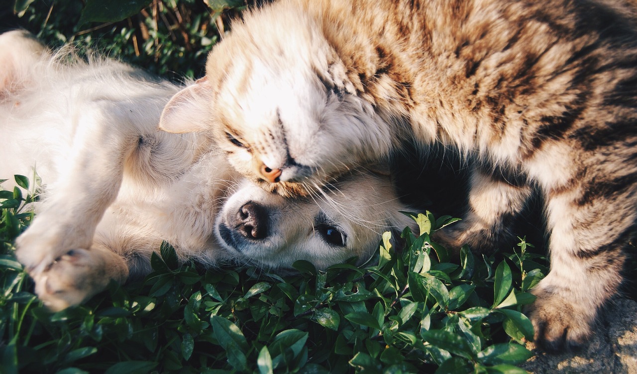 együttműködő macska és kutya